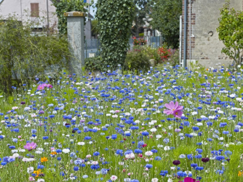 mixed wildflowers in a garden setting