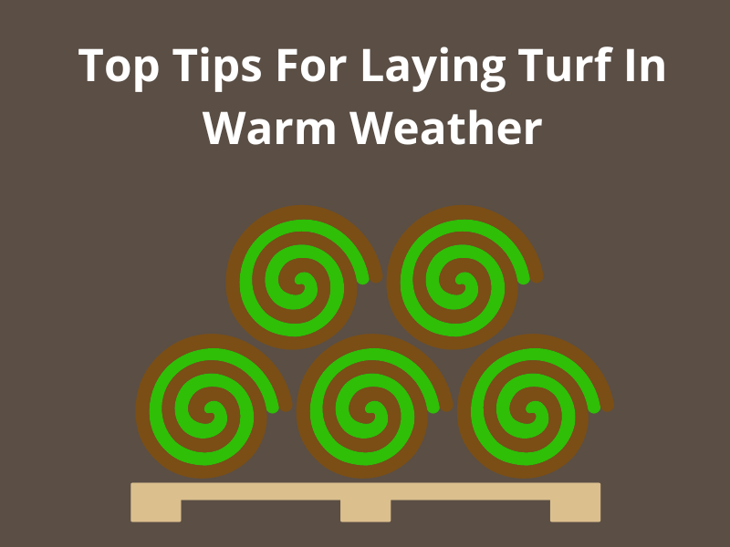 trade tips for laying turf in warm weather dark brown background with green turf roll icon