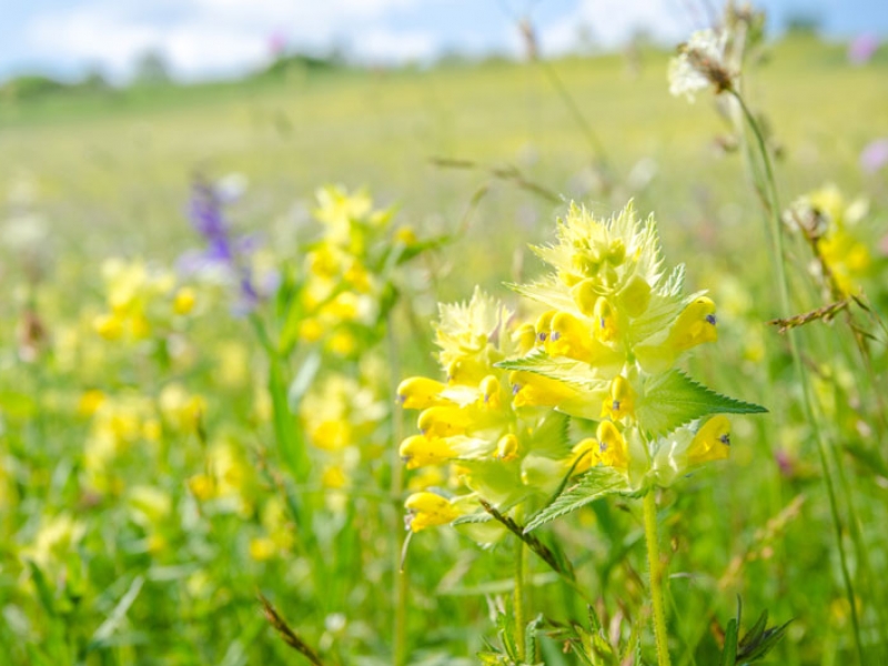 When To Plant Wildflowers