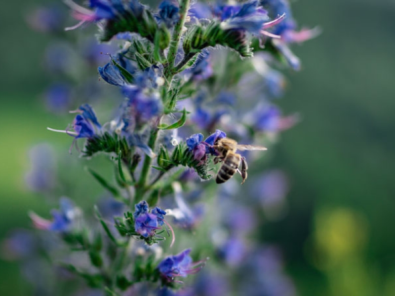 Our Top Ten Green Roof Plants