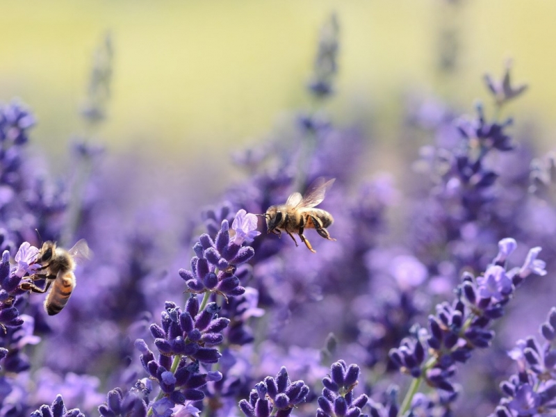 honey bees visiting lavender plants