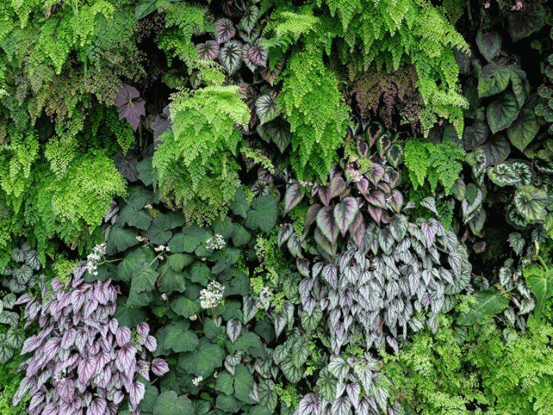 The Whys and Wherefores Of Living Walls In Landscaping Projects