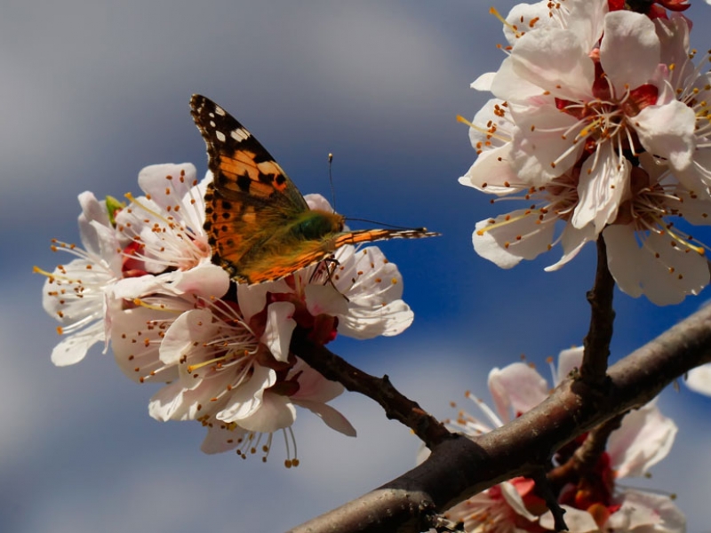 How To Achieve Biodiversity Net Gain In Your Landscaping Projects