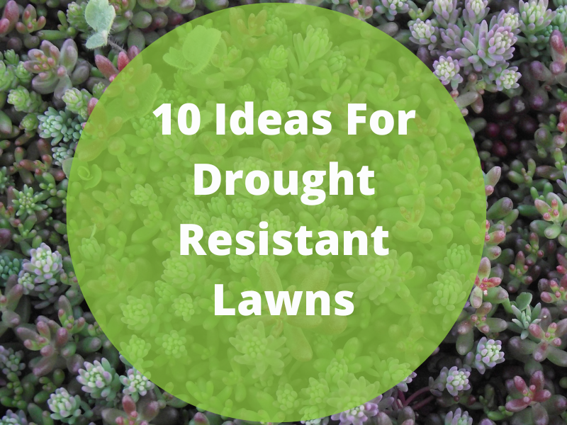 10 drought resistant alternatives to lawn turf