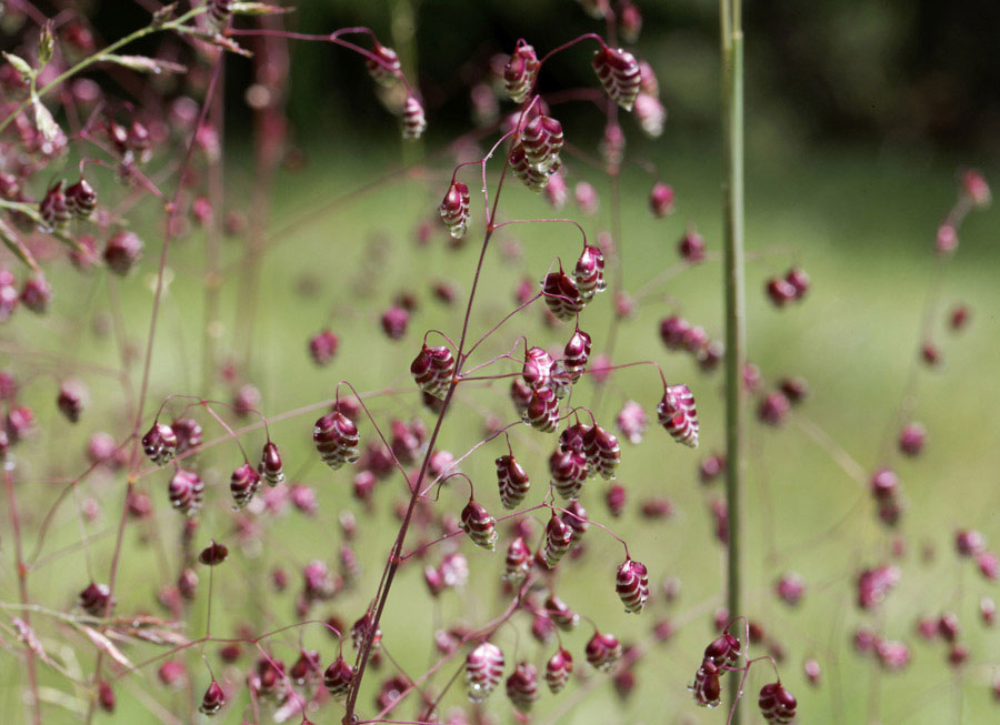 close up of flowering heads of brizia media aka quaking grass