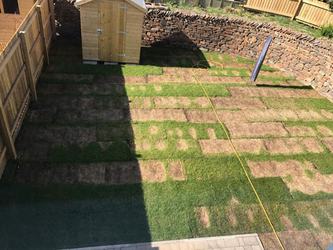 turf burnout in a back garden showing dead and dying lawn turf