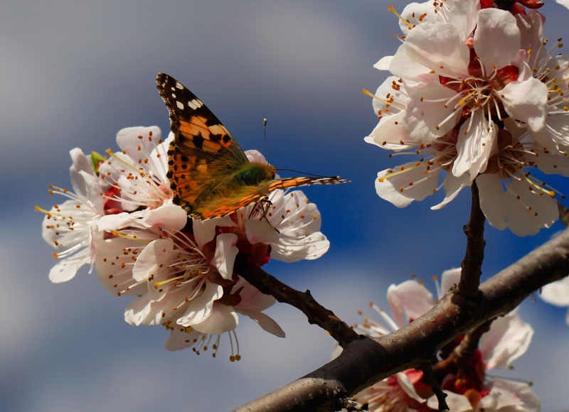 painted lady butterfly feeding from blossom tree