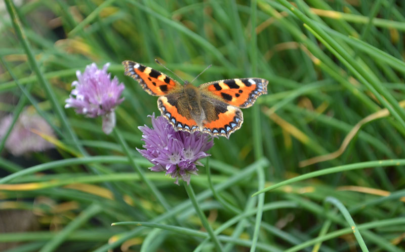 butterfly feeding on chive flower