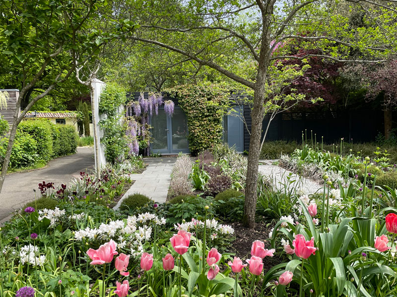 tulips and hyacinths blooming in front of a modern garden building in Capel Manor Gardens
