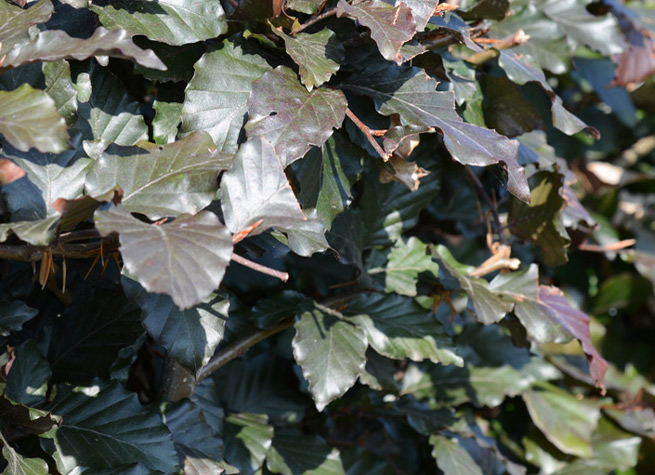 close up of copper beech instant hedging solutions