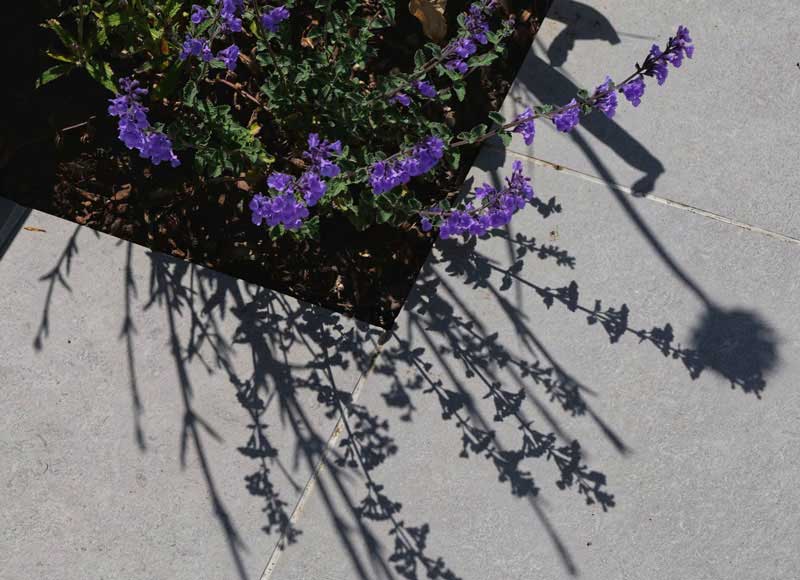 lavender plant casting a shadow on pale coloured pavers