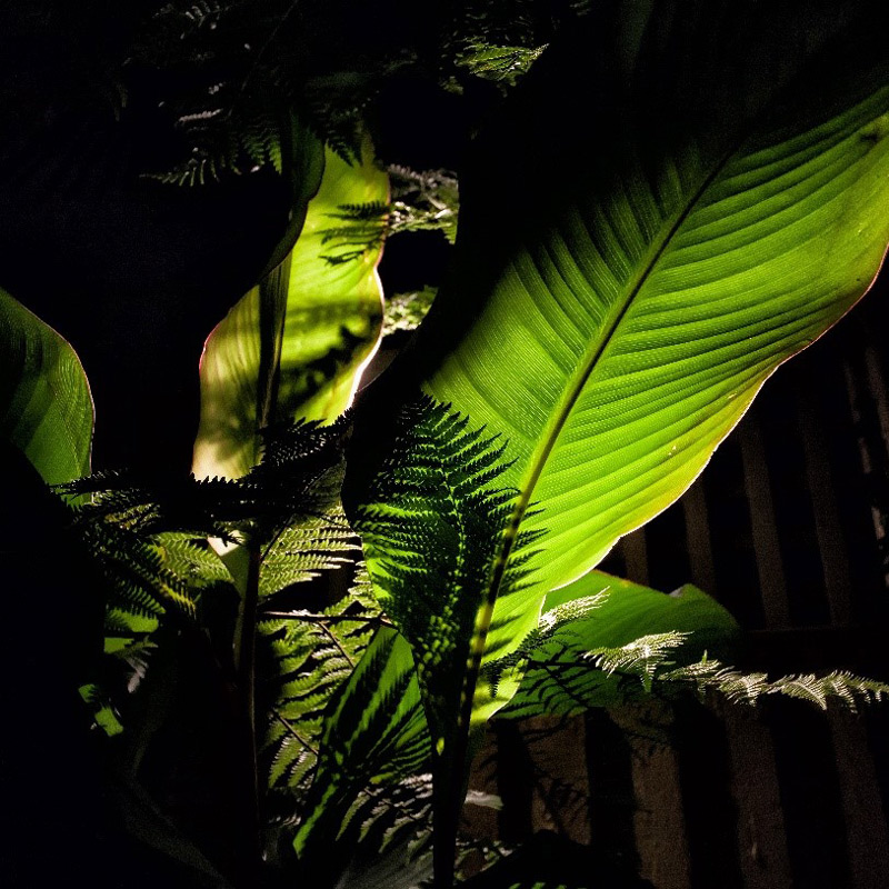 tropical foliage lit from beneath. A fine example of garden lighting