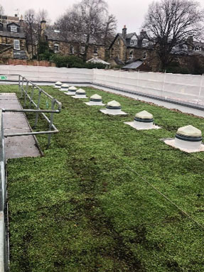 living green roof in Sheffield overlooked by victorian housing