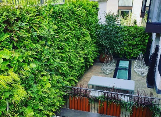 living green wall with a thriving colony of ferns and shade loving plants 