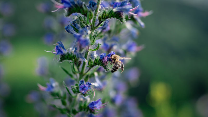 honey bee feasting on the flowers of vipers bugloss a native wildflower and popular green roof plant