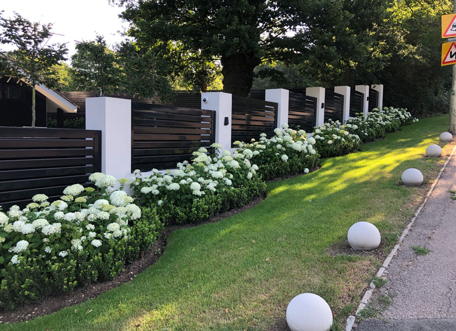 row of hydrangea Annabelle plants in bloom with composite fencing behind