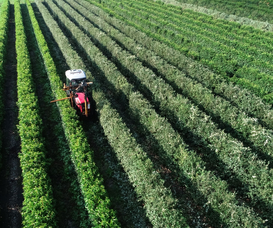 mechanical trimming on bee friendly instant hedging production nursery