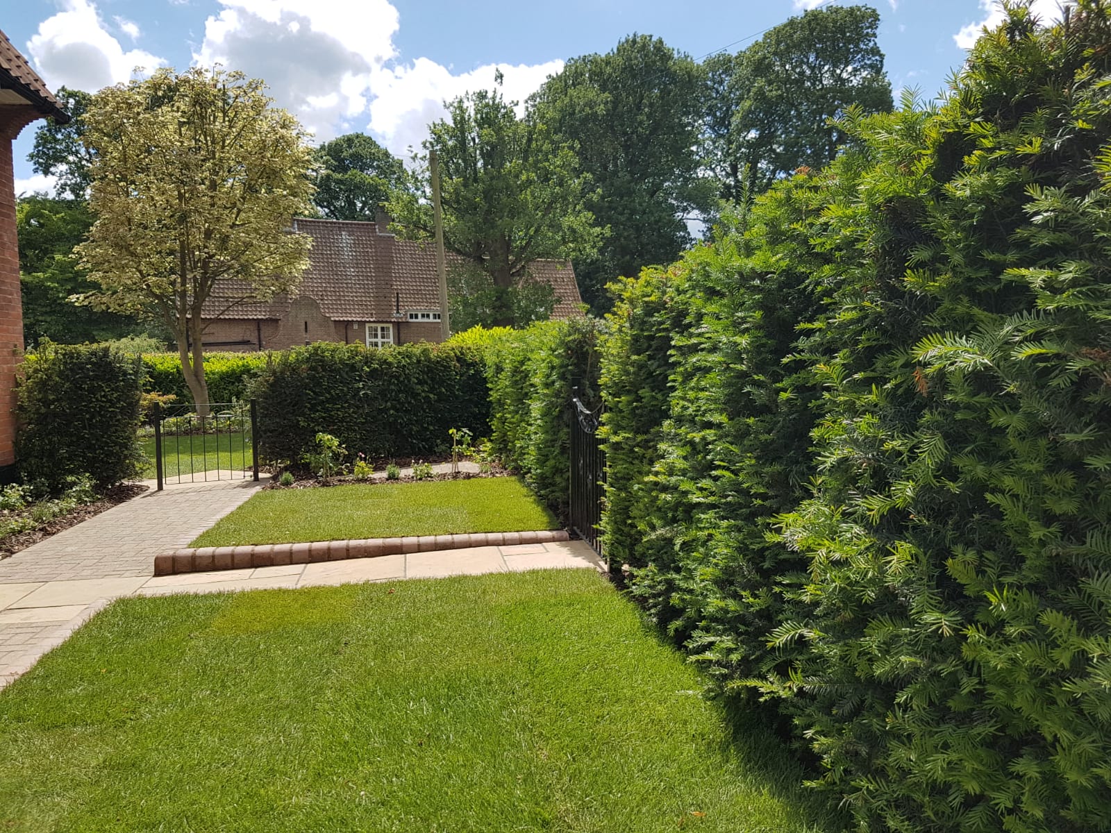 instant yew hedge in an urban front garden in hertfordshire