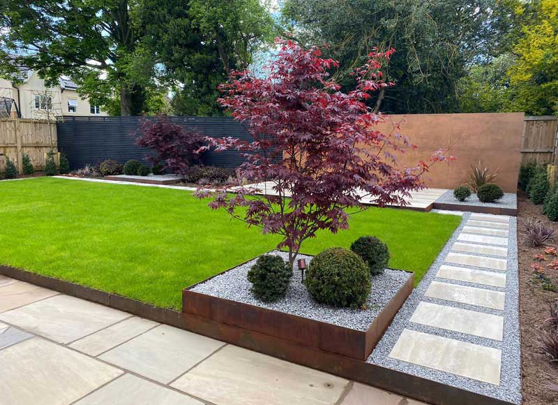 modern garden with acer tree and box balls in square raised bed