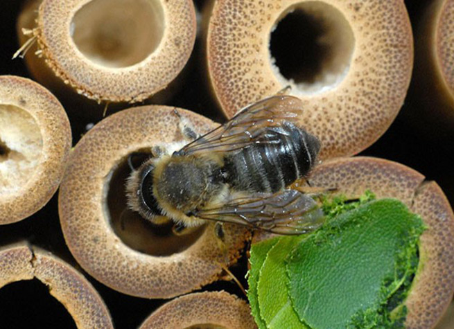leafcutter bee in nest