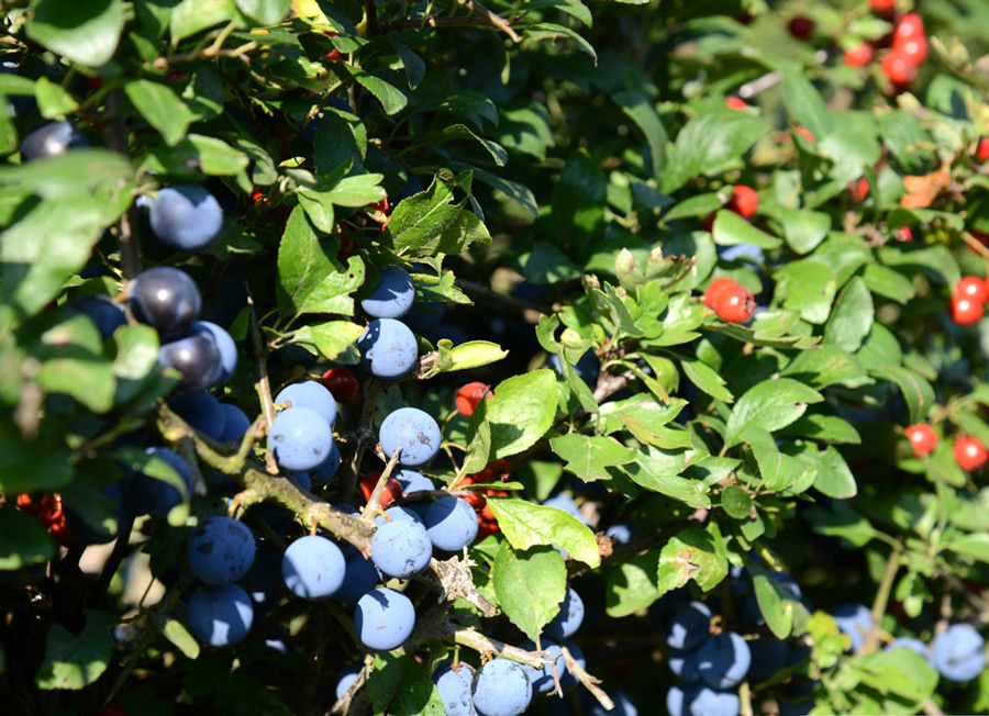 sloe berries and haws on mixed native instant hedging