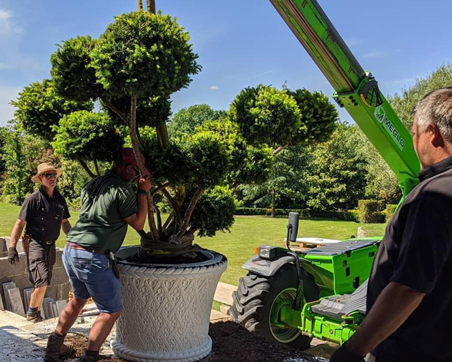 lollipop yew being lifted into place