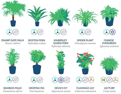 selection of houseplants known to improve indoor air quality