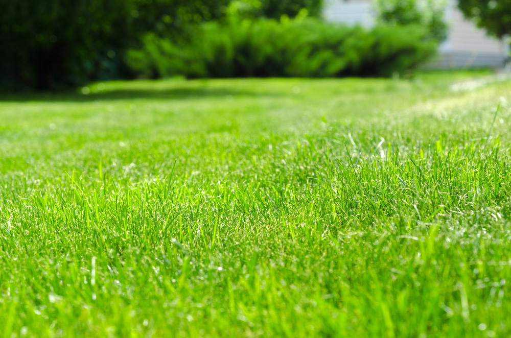 natural lawn with vibrant green sward on slight slope with trees in the background