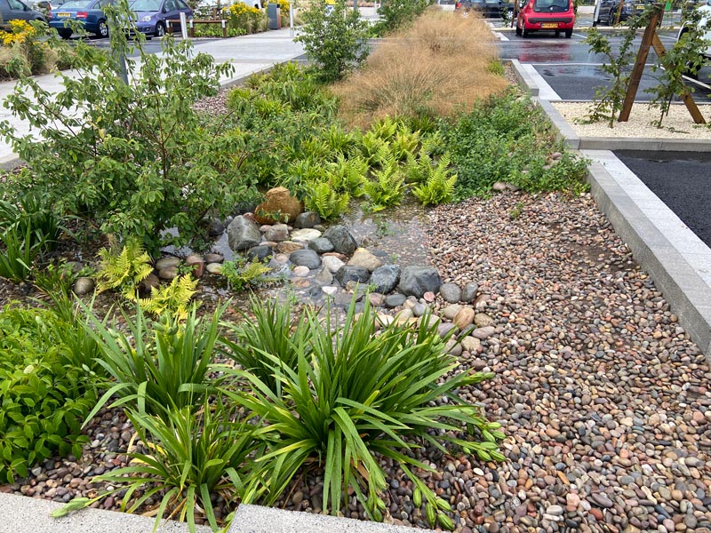 lovely rain garden in a car park by M6 motorway services