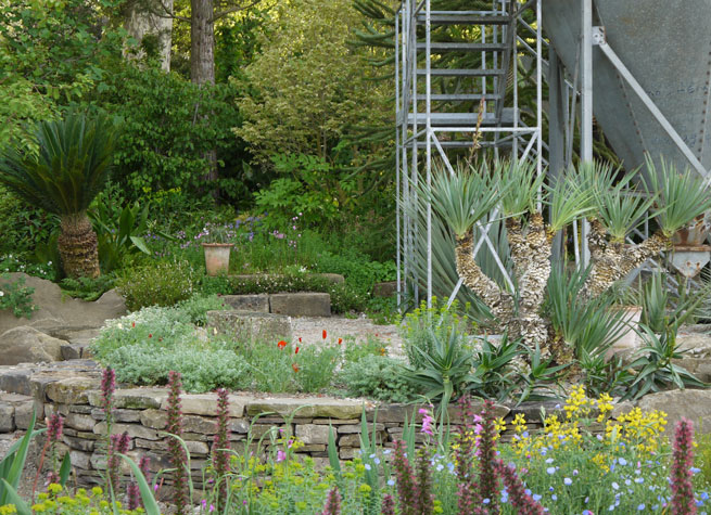 Woodland planting in RHS Chelsea show garden