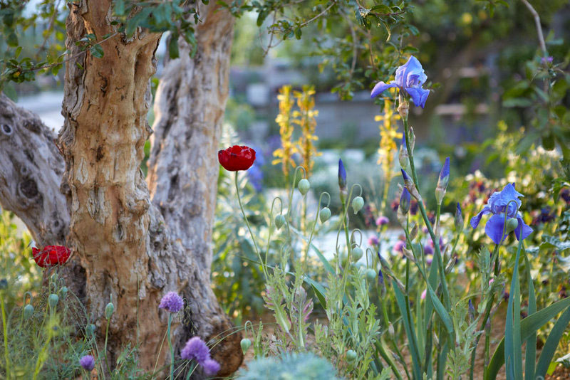 planting in the Syrian Garden by Tom Massey for Lemon Tree Trust