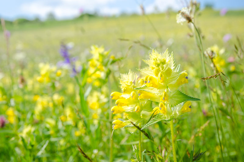 yellow rattle plant in full bloom with wildflower meadow in the background